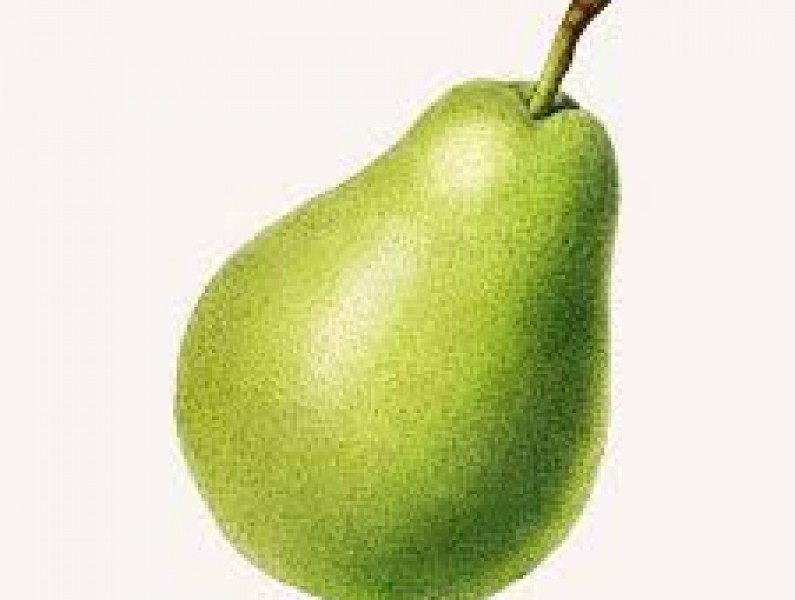 Pear